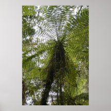Tree Fern Poster