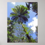 Tree Fern Posters