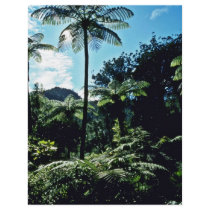 Tree Ferns, Coromandel Peninsula, North Island Flyer Design