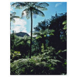 Tree Ferns, Coromandel Peninsula, North Island flyers