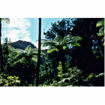 Tree Ferns, Coromandel Peninsula, North Island Photo Cutouts