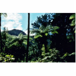 Tree Ferns, Coromandel Peninsula, North Island Photo Cutouts