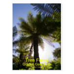 Tree Ferns Golden Gate Park California Products Postcard