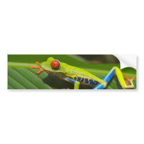 Tree Frog Bumper Sticker