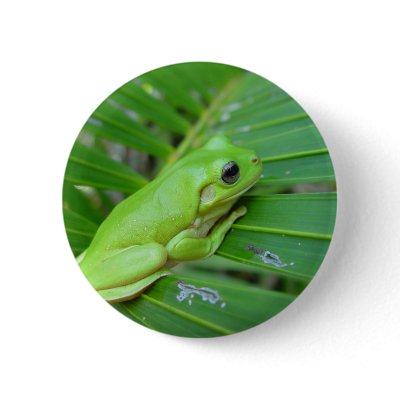 tree frog pinback button by kathiscc
