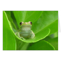 Tree Frog Card cards