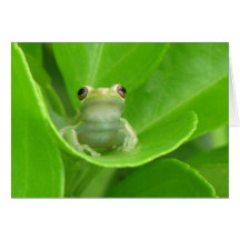 Tree Frog Card