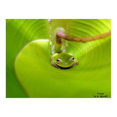 Tree Frog inside Banana Leaf, Imageby A. Agnelli Print by GroundZeroHero