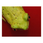 tree frog invitations