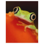 tree frog custom letterhead
