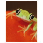 tree frog letterhead template