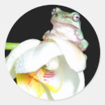 tree frog on orchid sticker