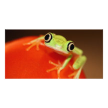tree frog photo card