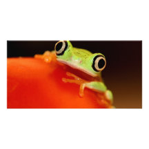 tree frog photo card template
