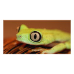 tree frog photo cards