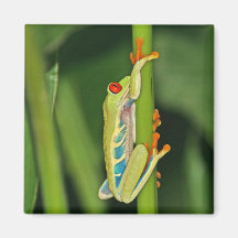 Tree Frog Photo Fridge Magnets