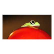 tree frog photo greeting card