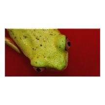 tree frog photo greeting card