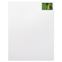 Tree Frog Photo Personalized Letterhead