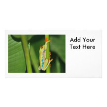 Tree Frog Photo Photo Greeting Card