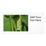 Tree Frog Photo Photo Greeting Card