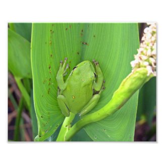 Tree Frog Photo zazzle_photoenlargement
