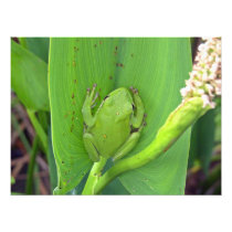 Tree Frog Photo