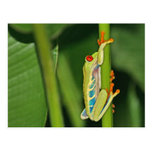 Tree Frog Photo Postcard