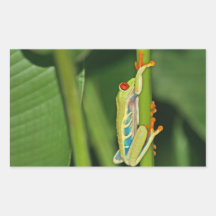 Tree Frog Photo Rectangle Stickers