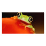 tree frog photo card template