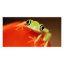 tree frog photo card