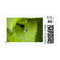 Tree Frog Postage Stamp