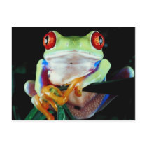 Tree Frog postcard