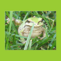 Tree frog postcard postcards