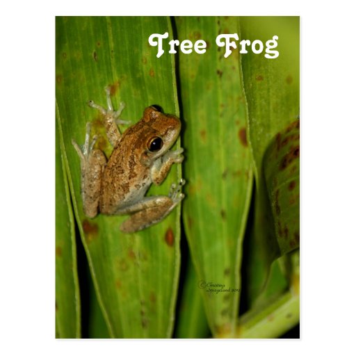 Tree Frog Postcard