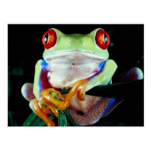 Tree Frog postcard