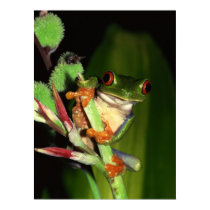 Tree Frog poster posters by photoinspiration Tree Frog poster posters