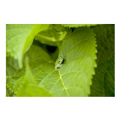 Tree Frog Poster print
