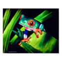 Tree Frog posters