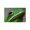 Tree Frog posters by rossnagel Tree Frog posters