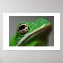 Tree Frog Posters