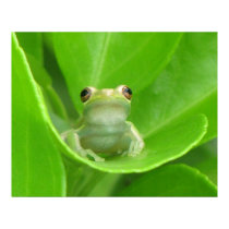 Tree Frog Poster posters