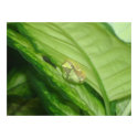 Tree Frog Print by faithnoga Tree Frog Print