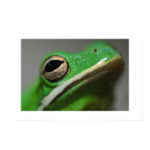 Tree Frog posters by rossnagel Tree Frog posters