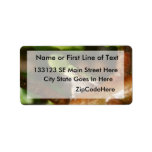 Tree frog ready to spring out of bonsai tree custom address labels