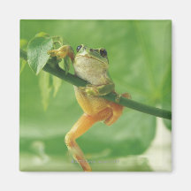 Tree Frog Refrigerator Magnet