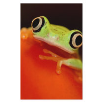 tree frog stationery