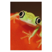 tree frog stationery