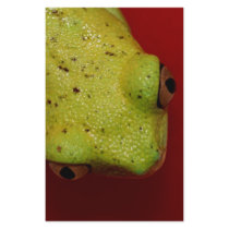 tree frog stationery