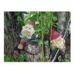 TREE GNOMES postcards